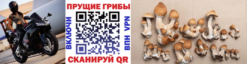 Псилоцибиновые грибы Cubensis  блэк спрут зеркало  Электроугли  где найти наркотики 